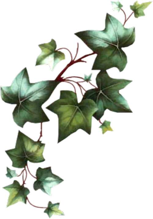 Green Ivy Vine Transparent Background