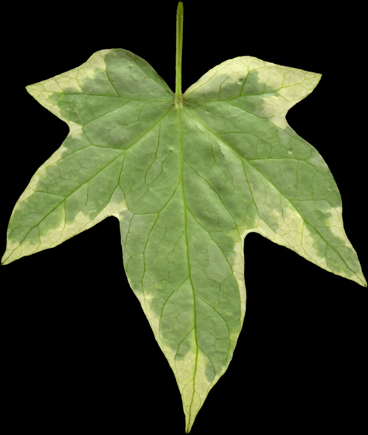 Green Leaf Black Background