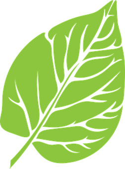 Green Leaf Graphic