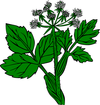 Green Leaf Plant Illustration