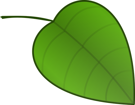 Green Leaf Vector Illustration