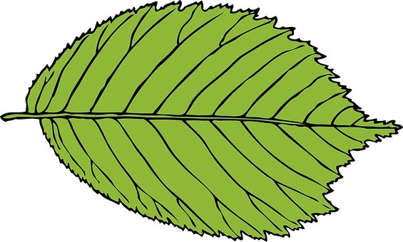 Green Leaf Vector Illustration