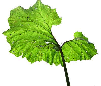 Green Leaf Water Droplets Black Background