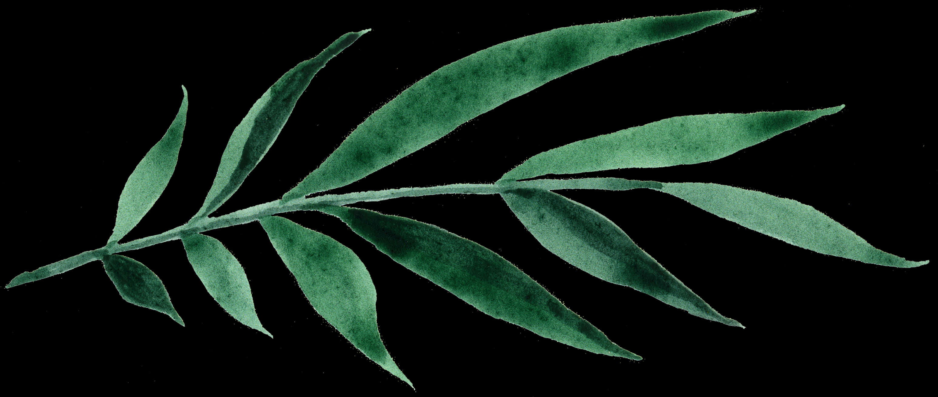 Green Leafon Black Background