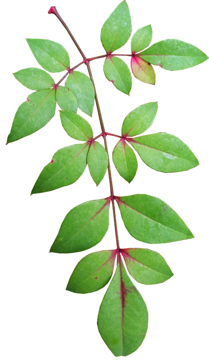 Green Leaves Red Stems Transparent Background.png