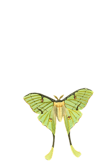 Green Luna Moth Illustration