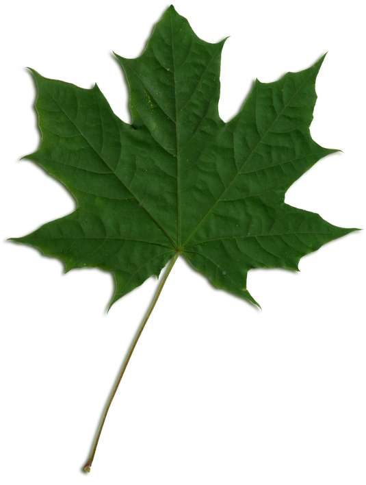 Green Maple Leaf Isolated