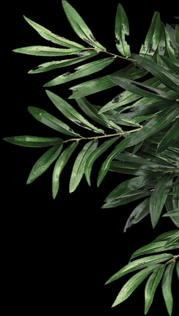 Green Olive Leaves Against Black Background.jpg