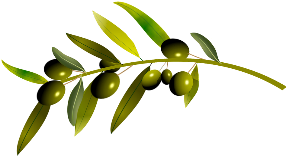 Green Olives Branch Graphic