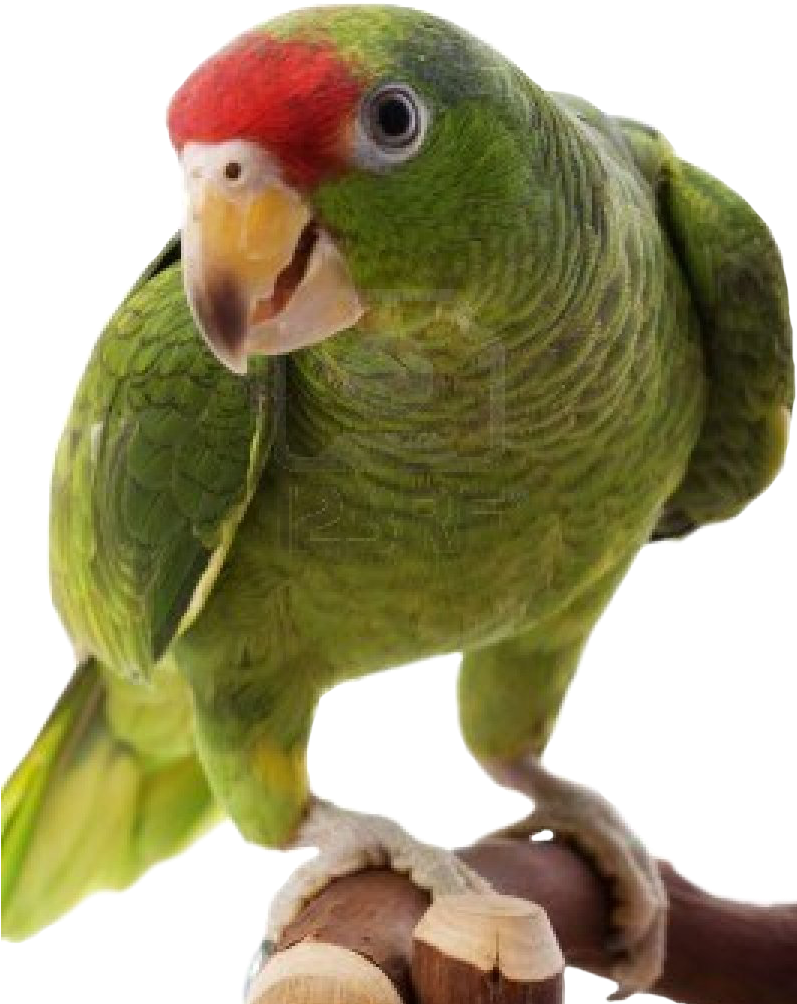 Green Parrot Perching