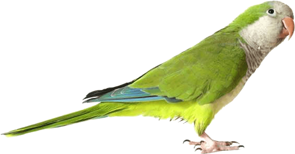 Green Parrot Profile