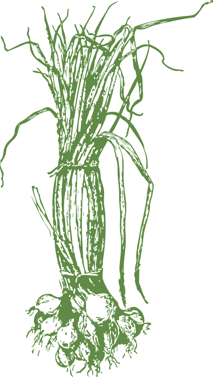 Green Plant Roots Outlineon Blue Background