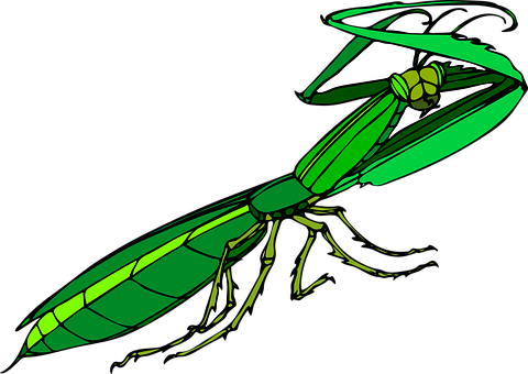 Green Praying Mantis Illustration