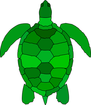 Green Sea Turtle Graphic