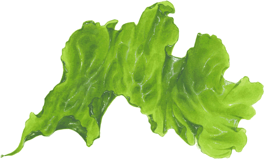 Green Seaweed Illustration