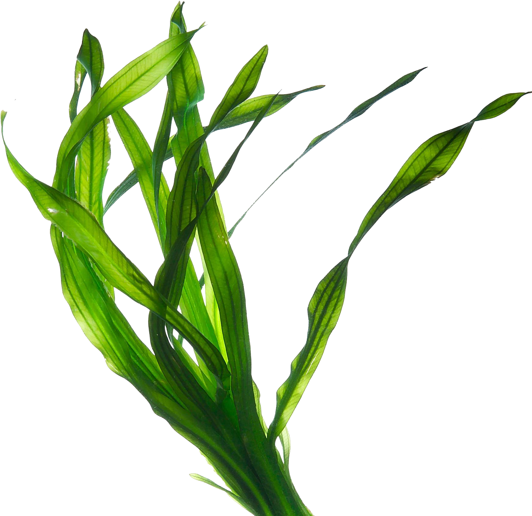 Green Seaweed Transparent Background