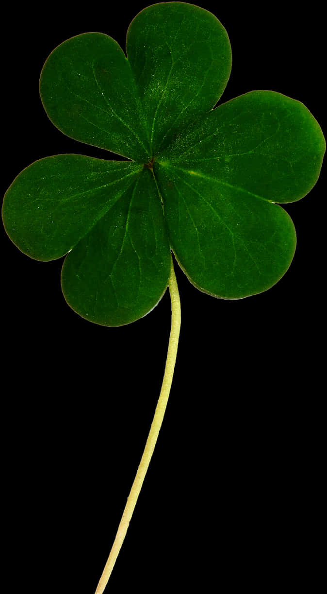 Green Shamrock Black Background