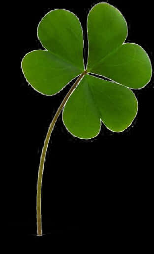 Green Shamrock Black Background