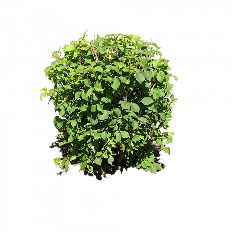 Green Shrub Against Textured Background