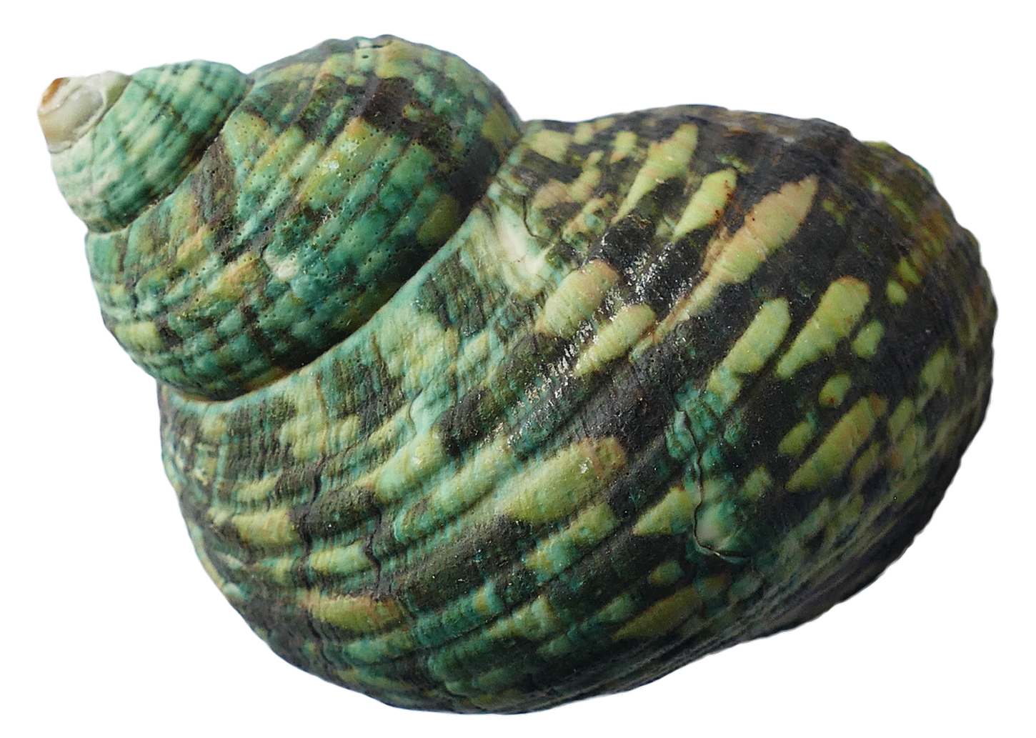 Green Striped Marine Seashell.png