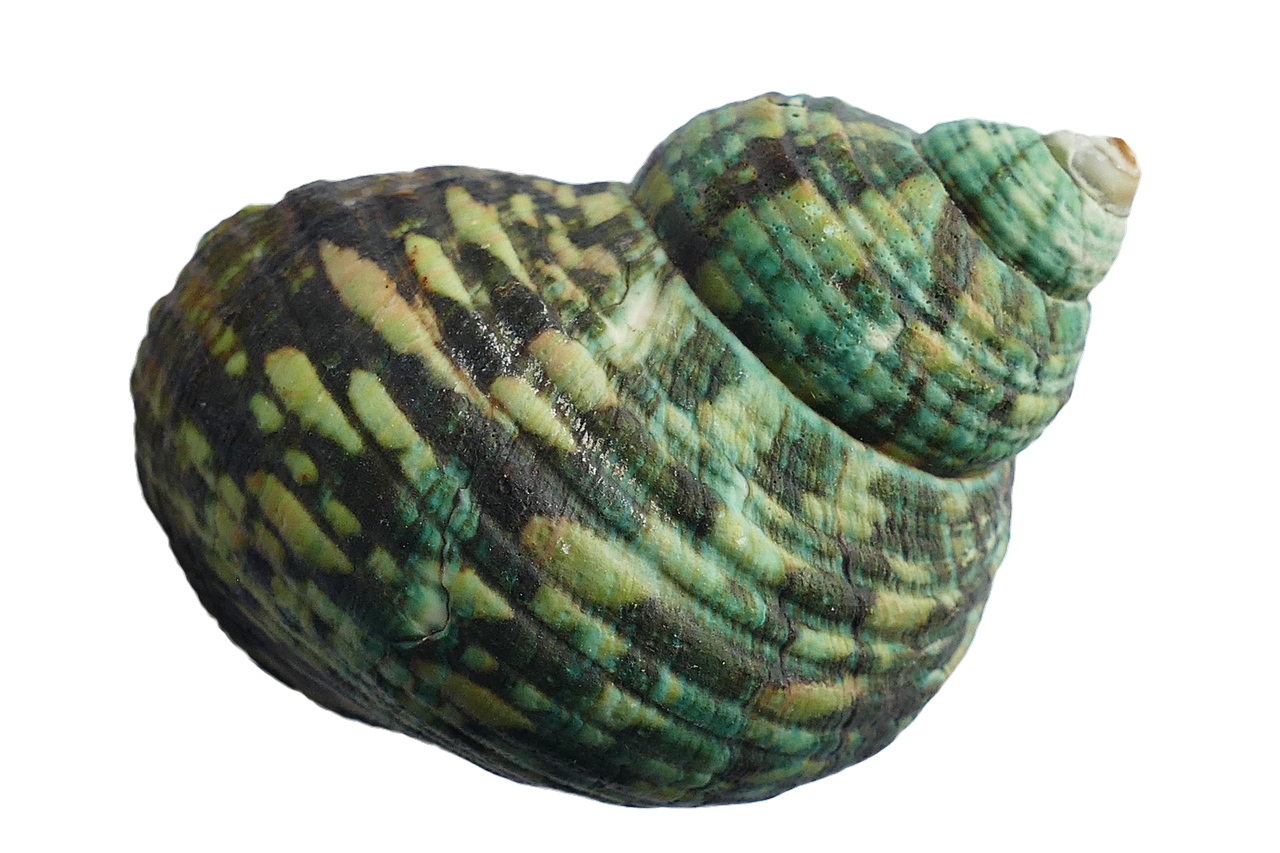 Green Striped Seashell Black Background