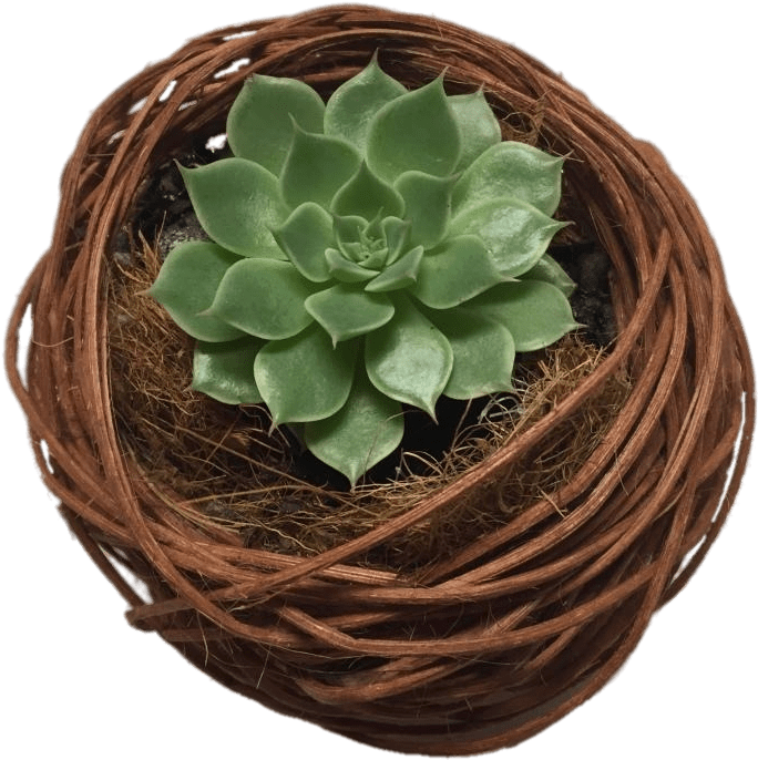 Green Succulentin Twined Planter