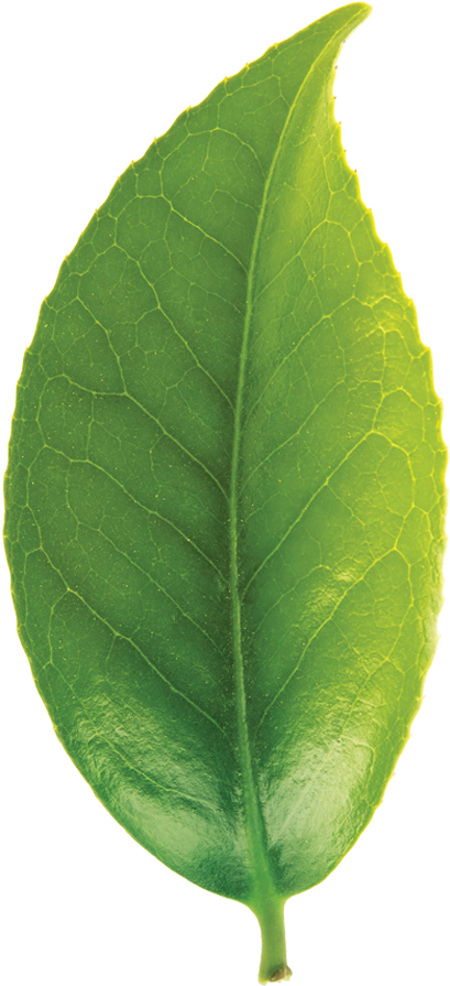 Green Tea Leaf Closeup.png