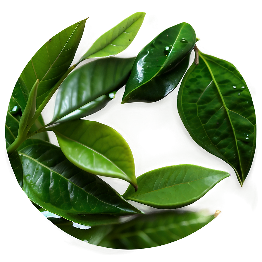 Green Tea Leaf Png 06242024