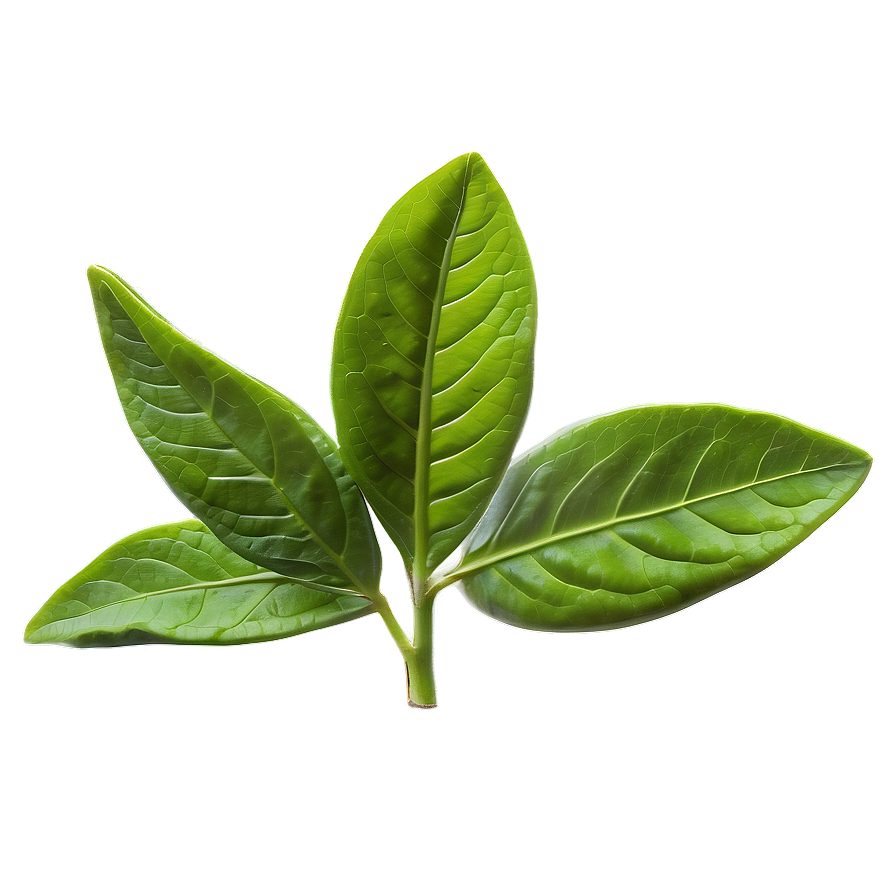 Green Tea Leaf Png 06242024