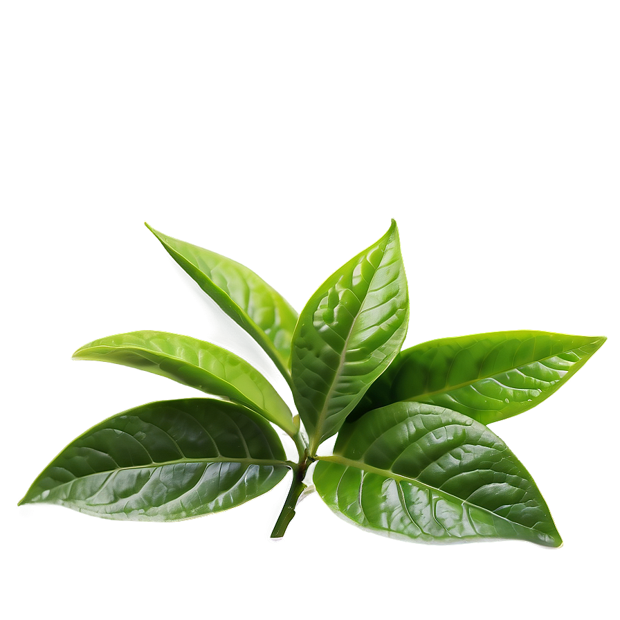 Green Tea Leaf Png 8