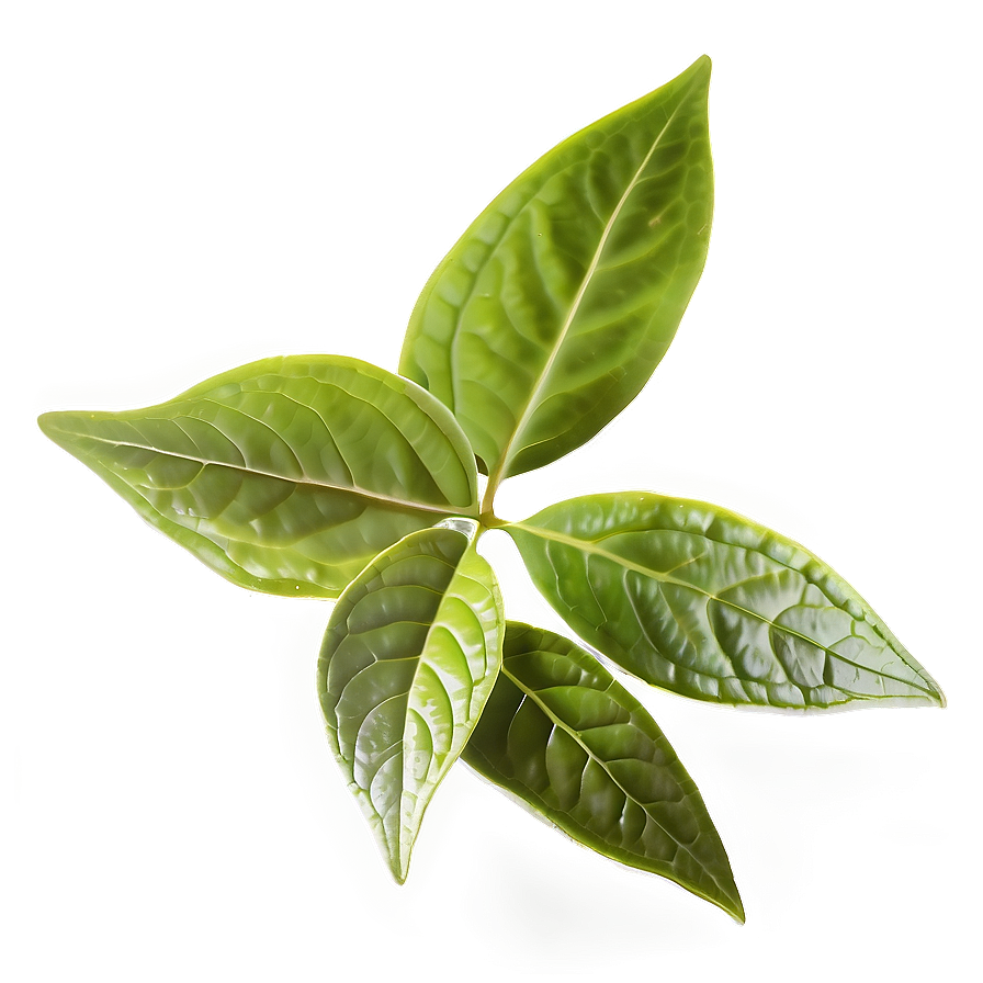 Green Tea Leaf Png Cmb30