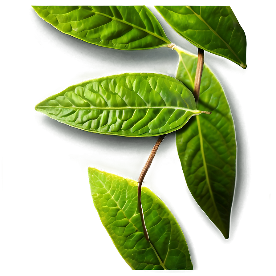 Green Tea Leaf Png Djm