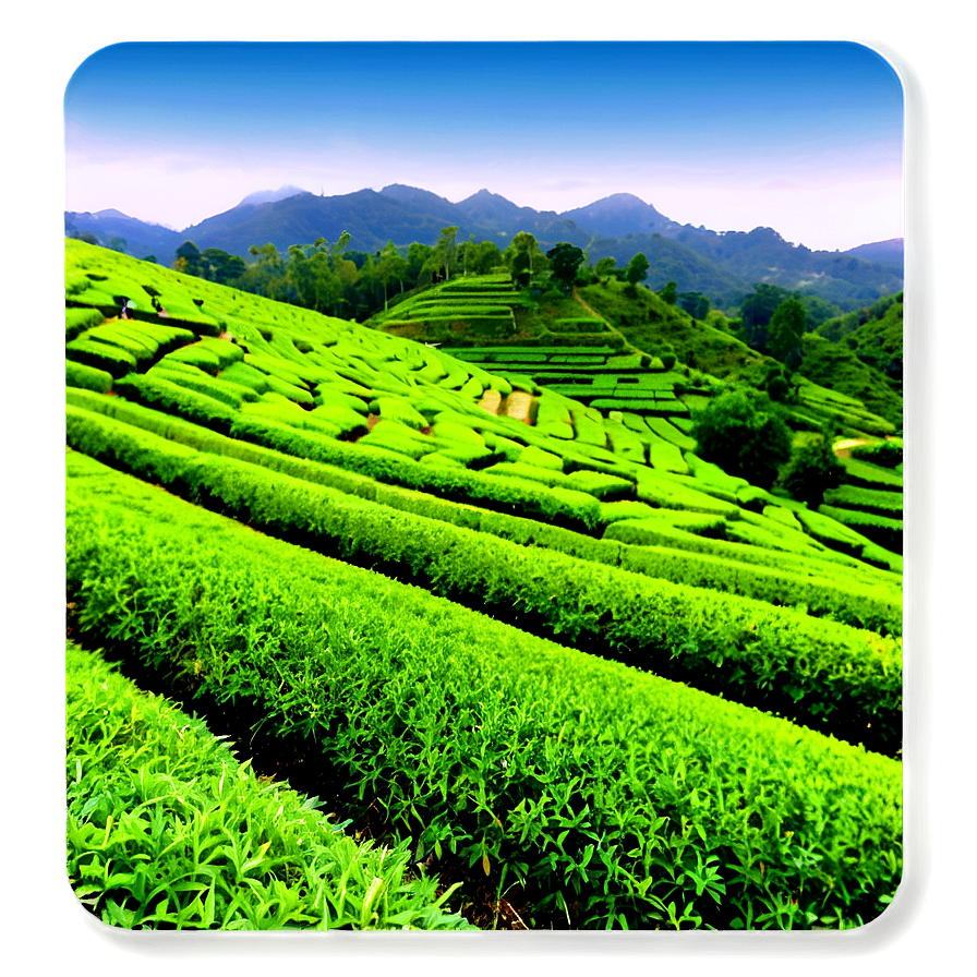 Green Tea Plantation View Png 89