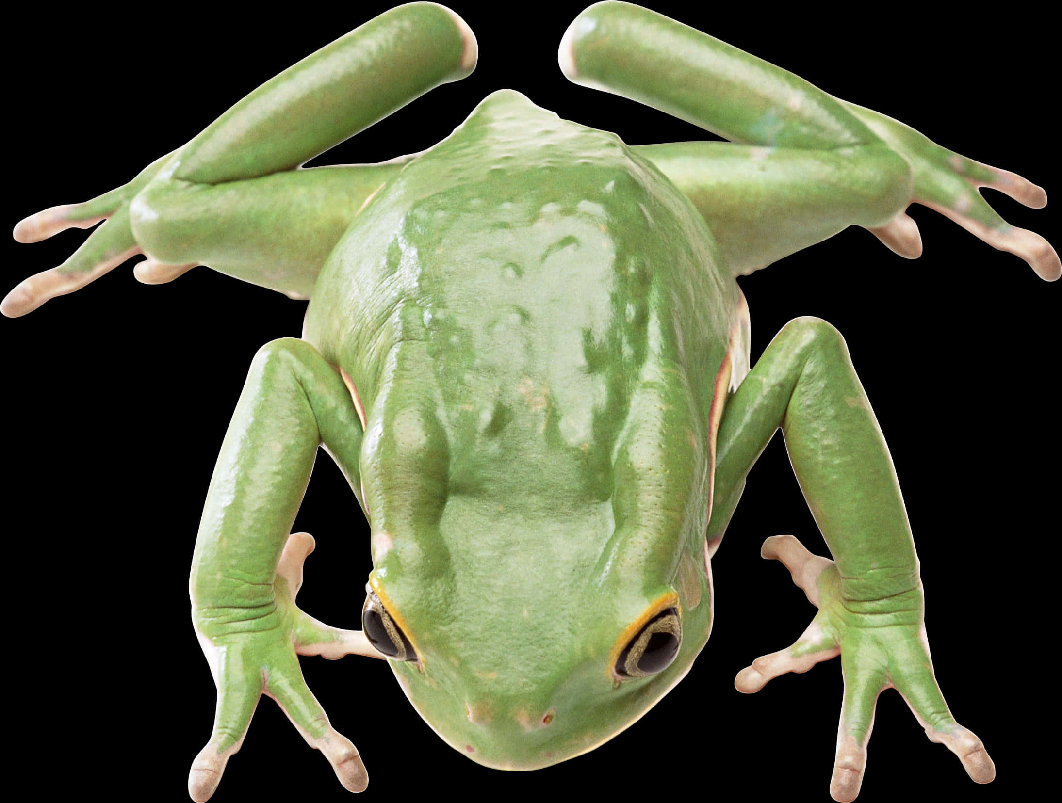 Green Tree Frog Isolatedon Black