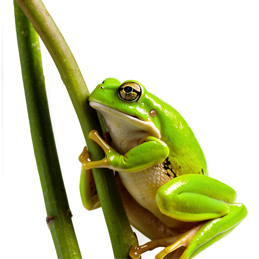 Green Tree Frog Png 43