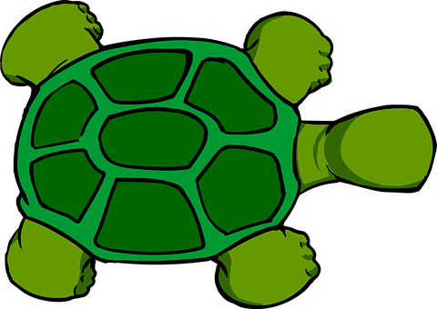 Green Turtle Graphic