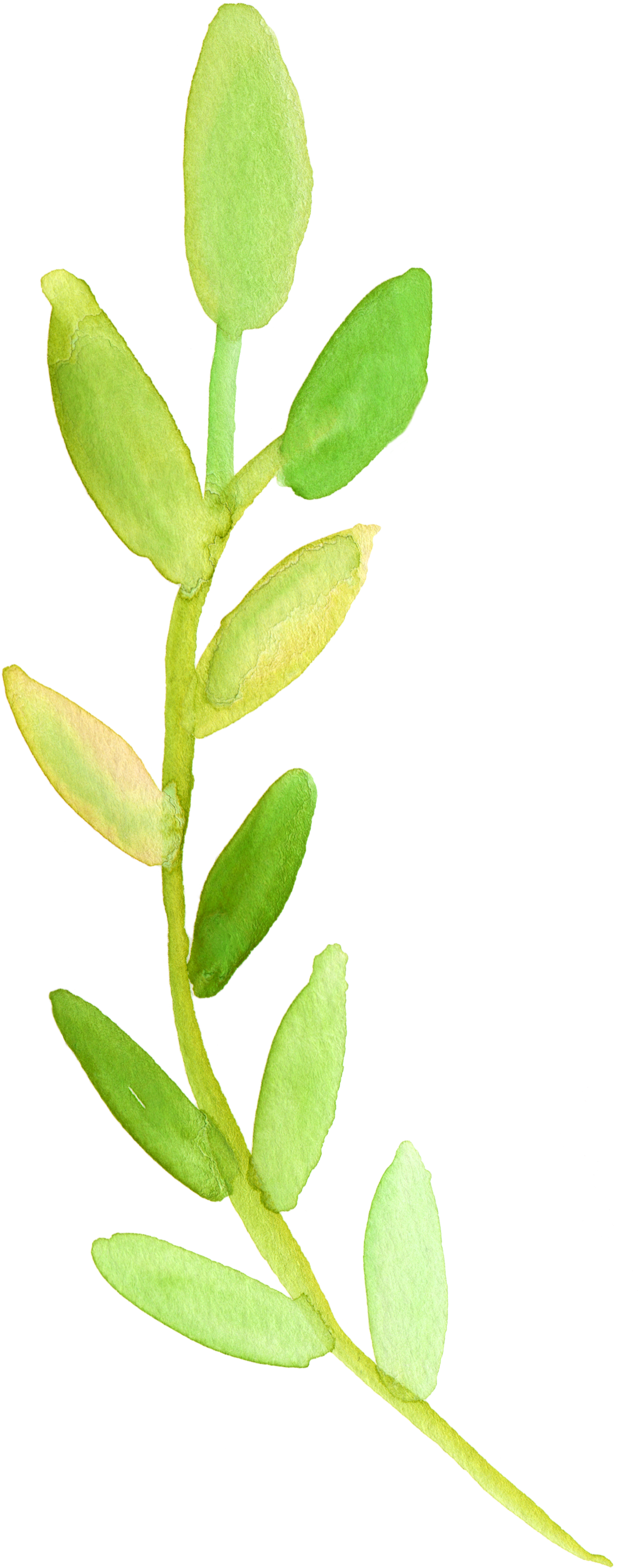 Green Watercolor Plant Illustration