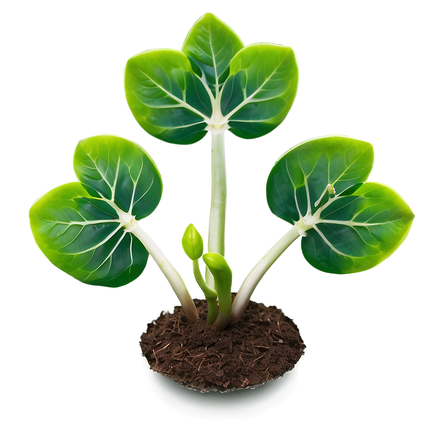 Greenery Sprout Png 91