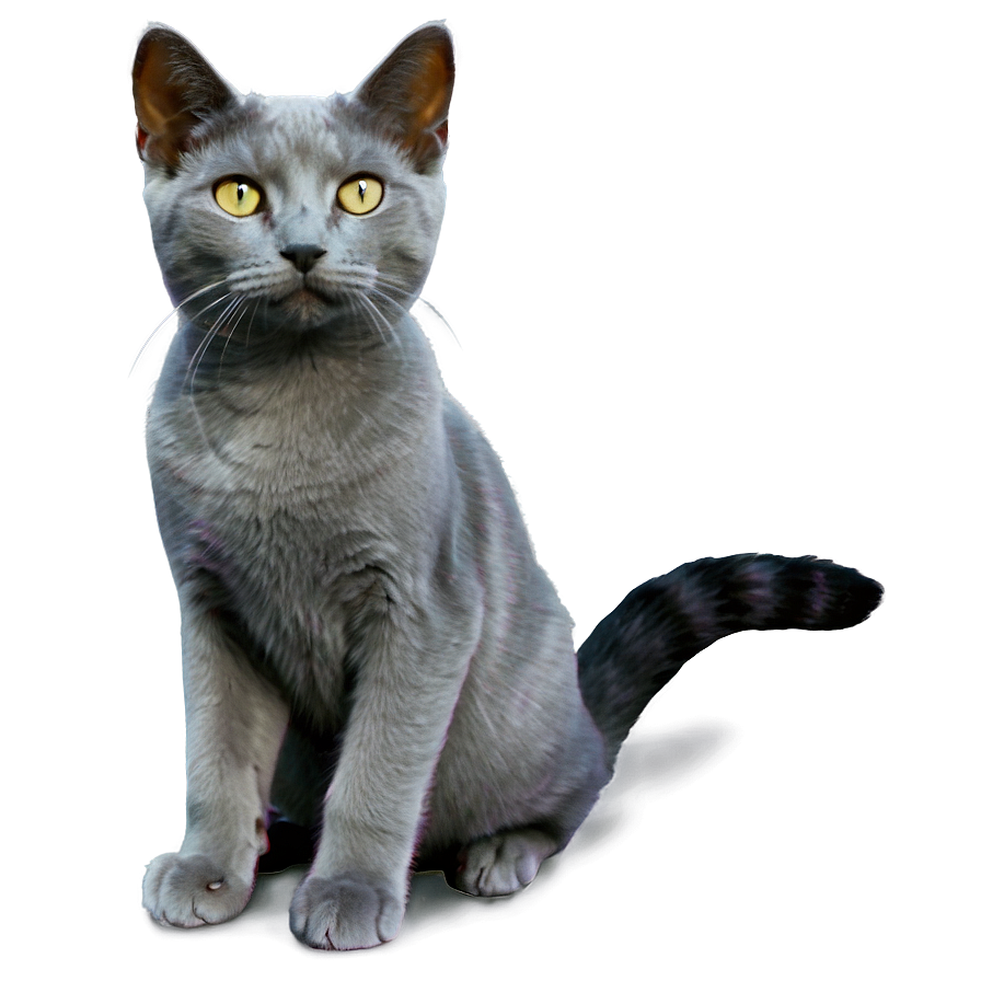 Grey Cat A