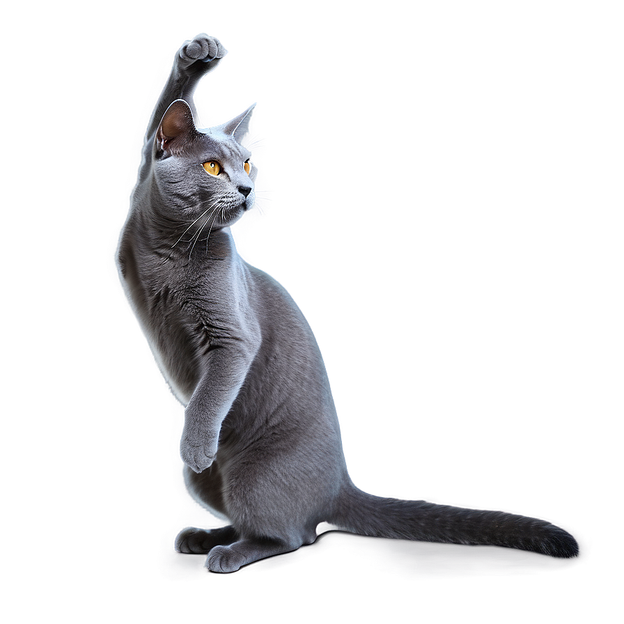 Grey Cat Doing Tricks Png 06252024