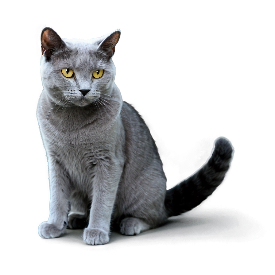 Grey Cat Profile Png Hsm69