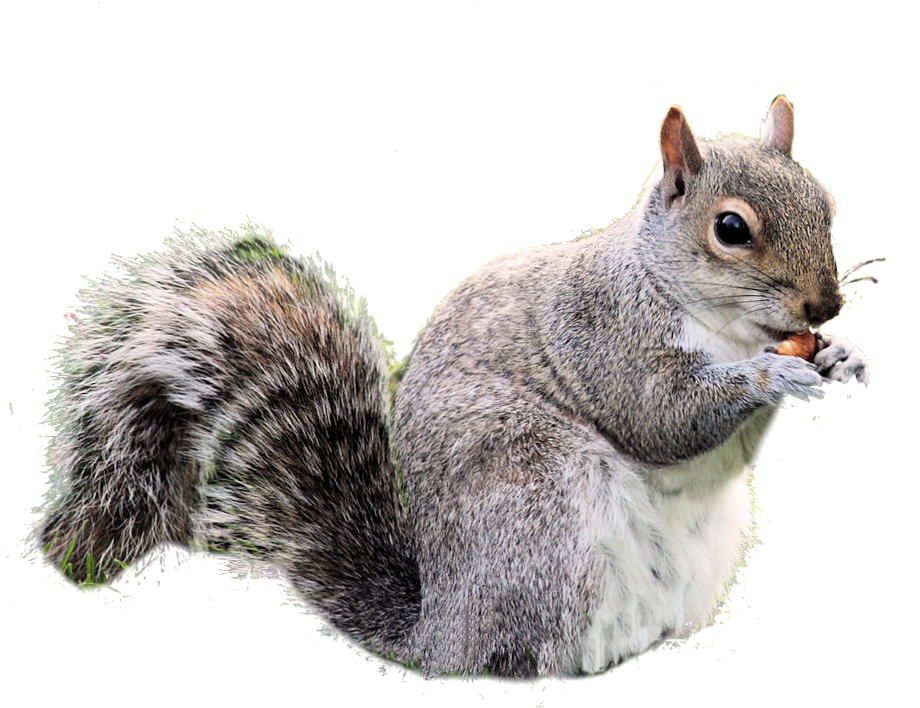 Grey Squirrel Eating Nut