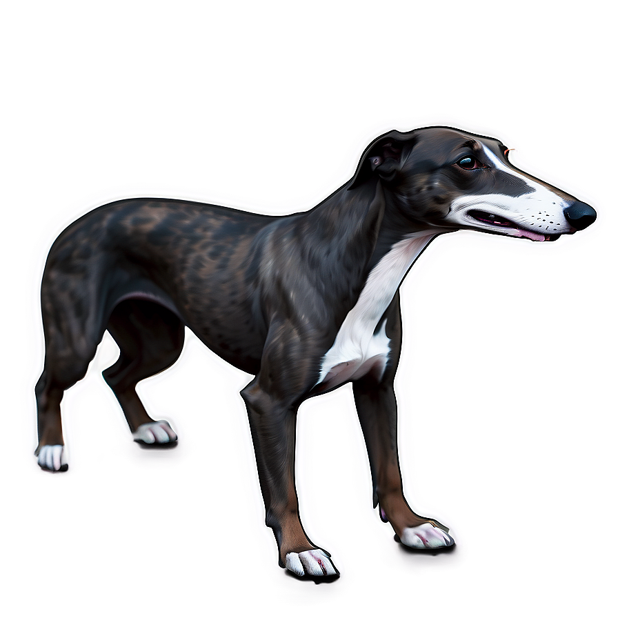 Greyhound Dog Clipart Png 21