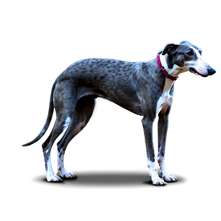 Greyhound Dog Clipart Png 81