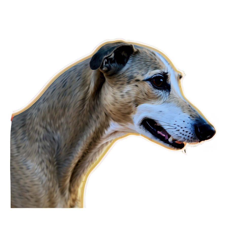 Greyhound Flat Design Png 06242024