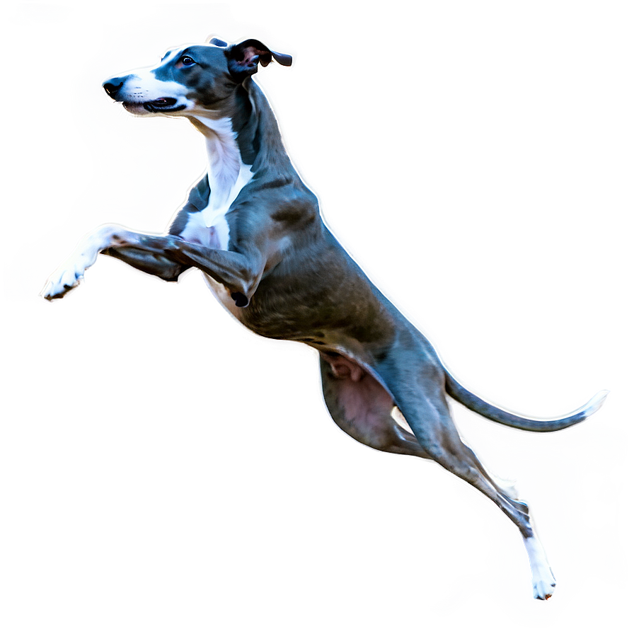 Greyhound Jumping Png 2