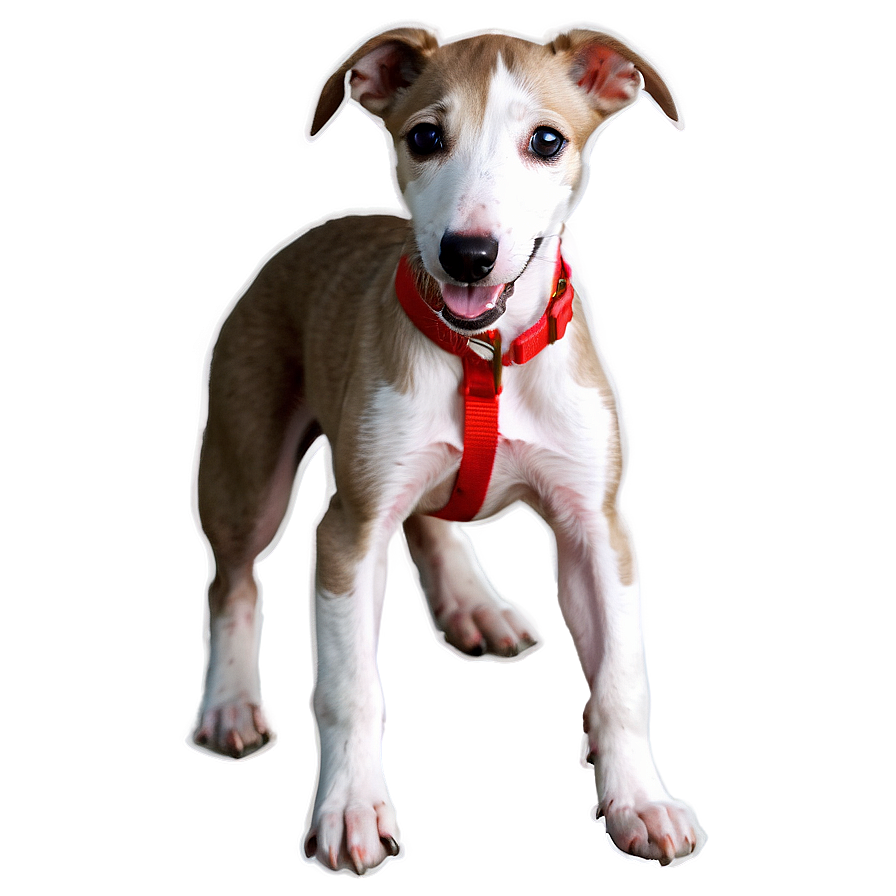 Greyhound Puppy Png 06242024