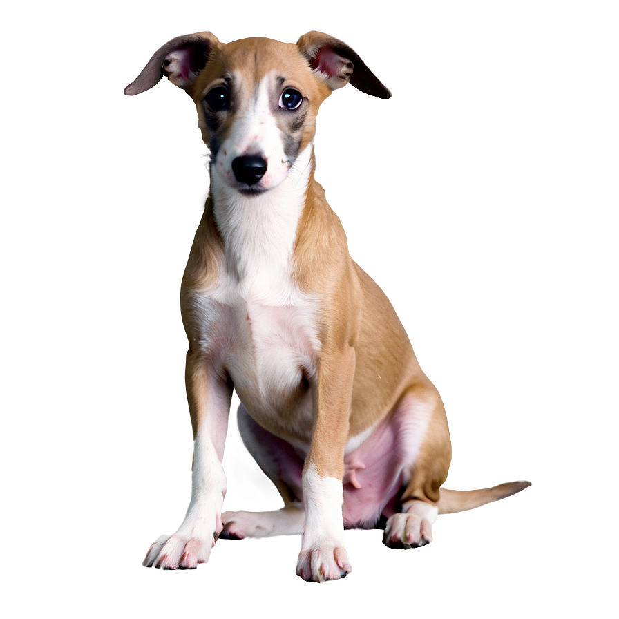 Greyhound Puppy Png Pkm