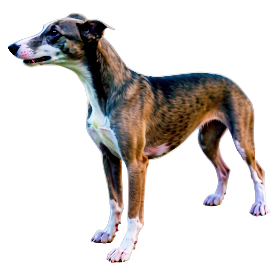 Greyhound Puppy Png Rcd57