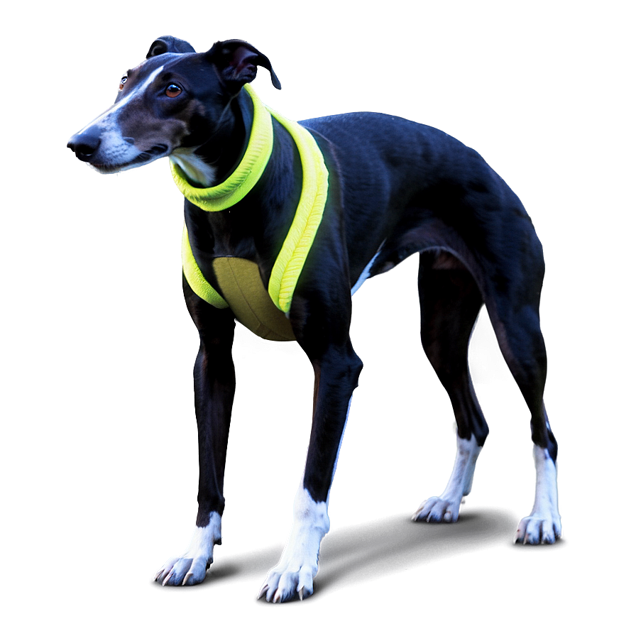 Greyhound Training Png 96